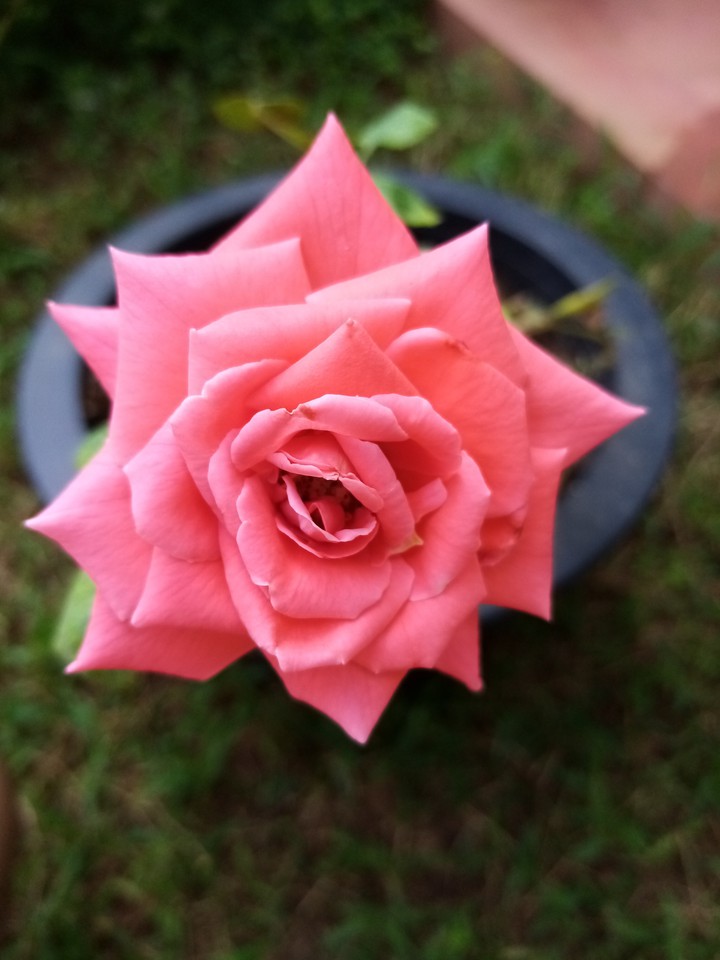beautiful rose