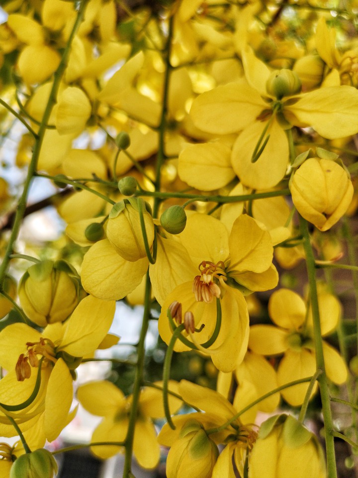Yellow Flowers