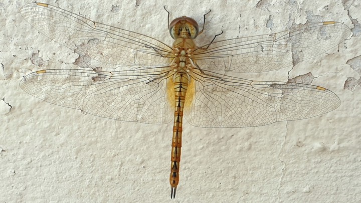 Dragonfly insect