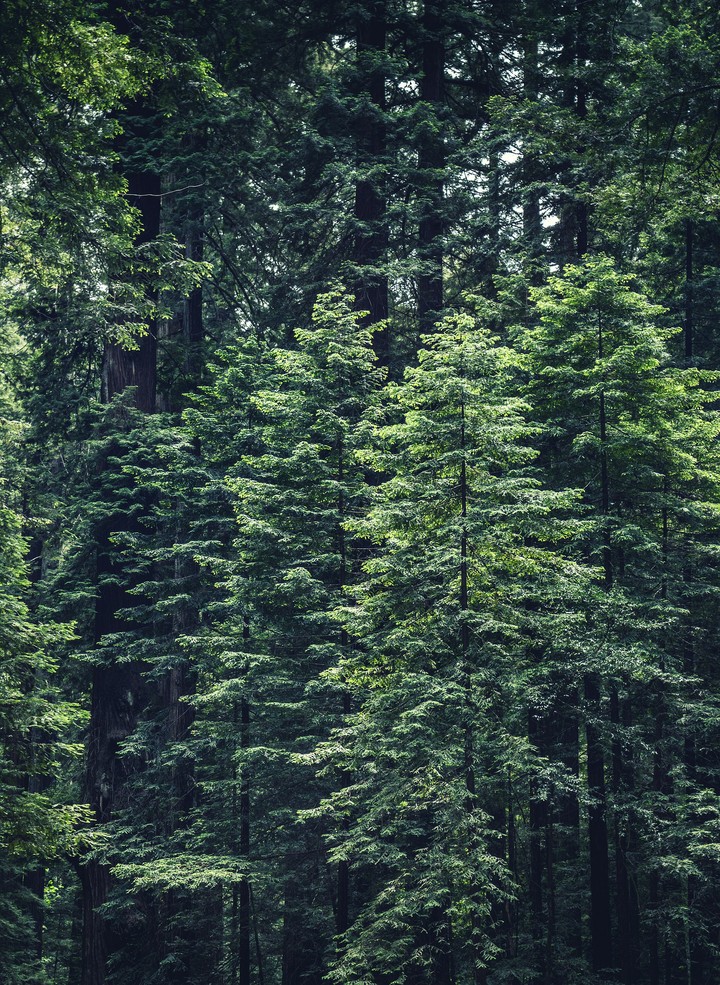 forest