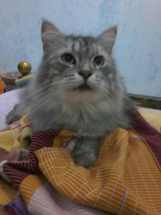 teby