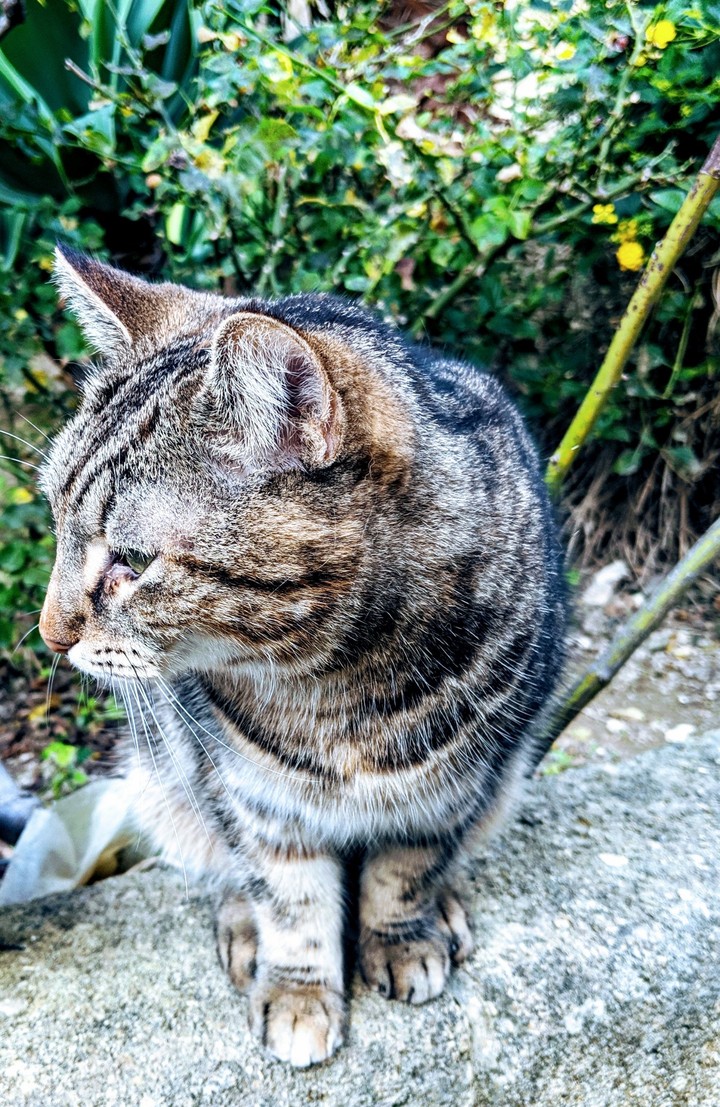 cat