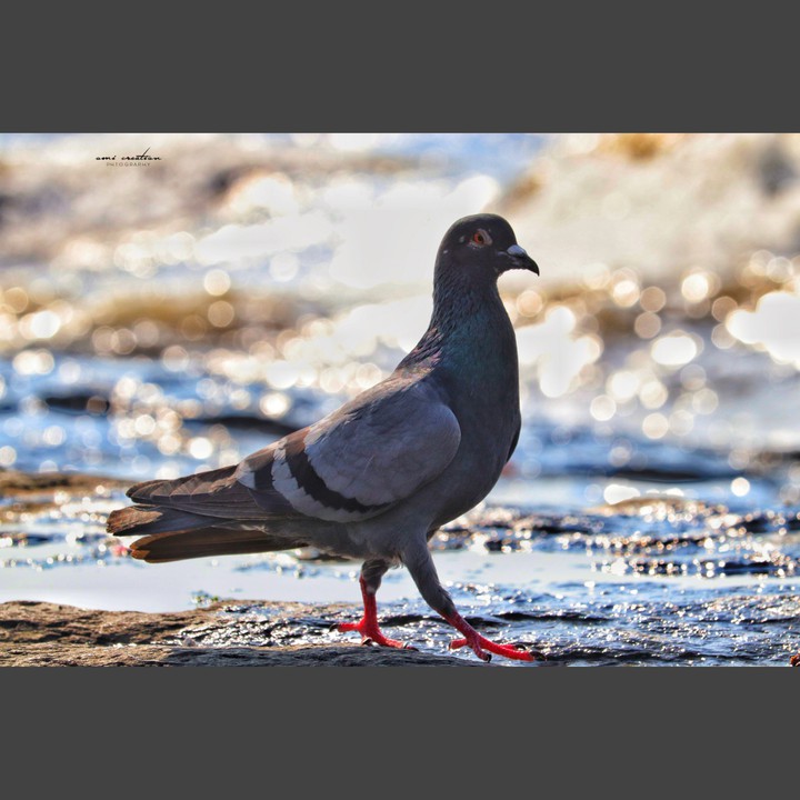 a bird