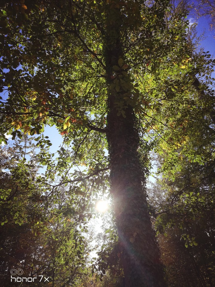 Autum