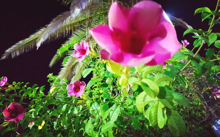 Noche Rosa