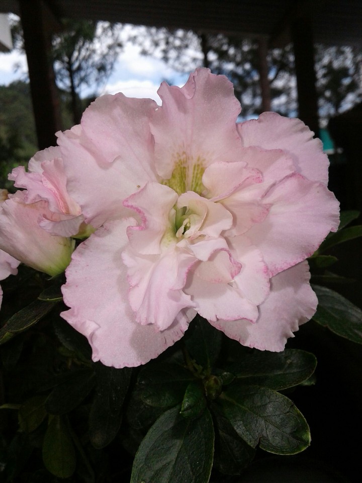 flor