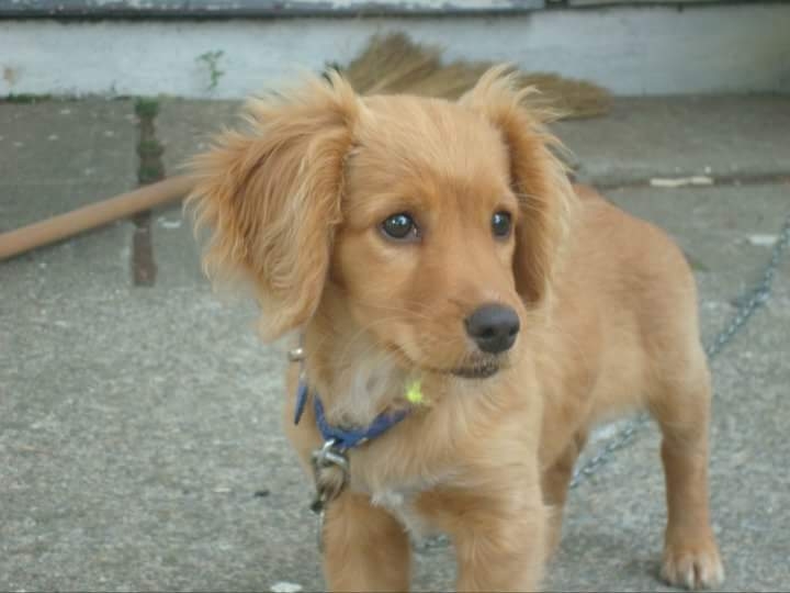 dog