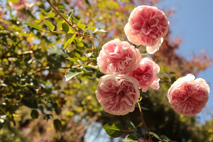 rose