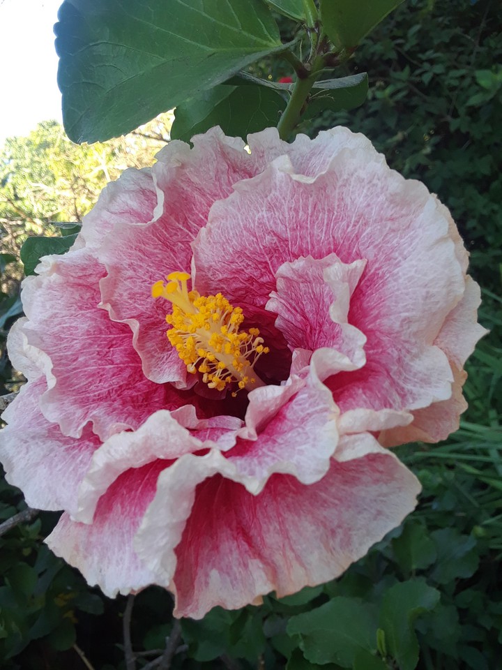 puff flower
