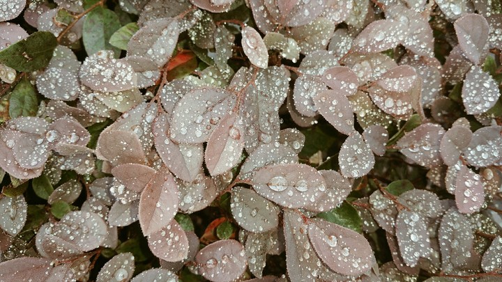 after the rain