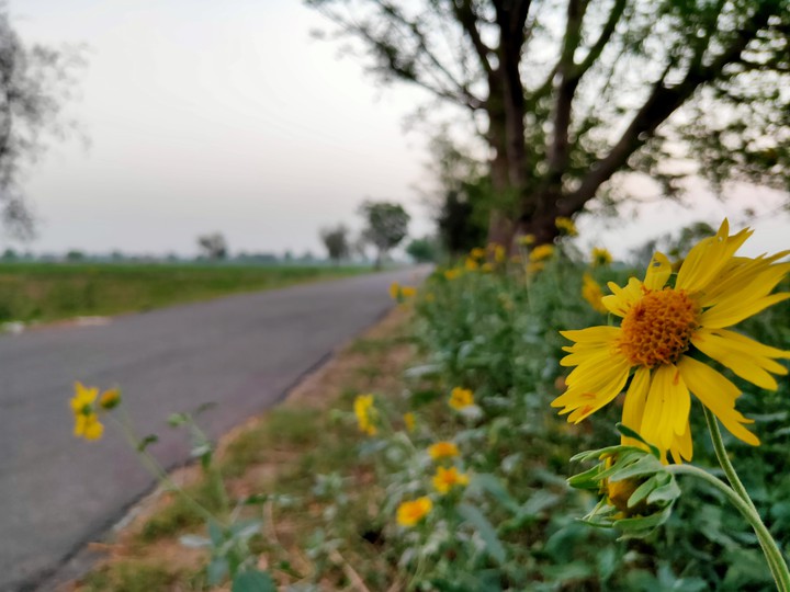 Sunflower