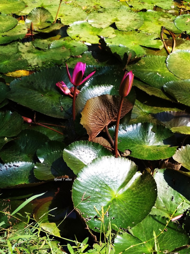 lotus