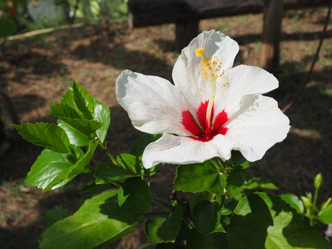vegetation, flower wallpapers