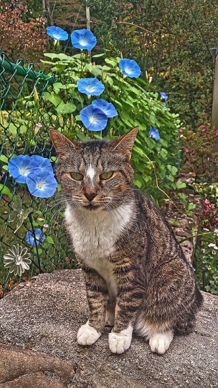 Kitty May & Morning Glories
