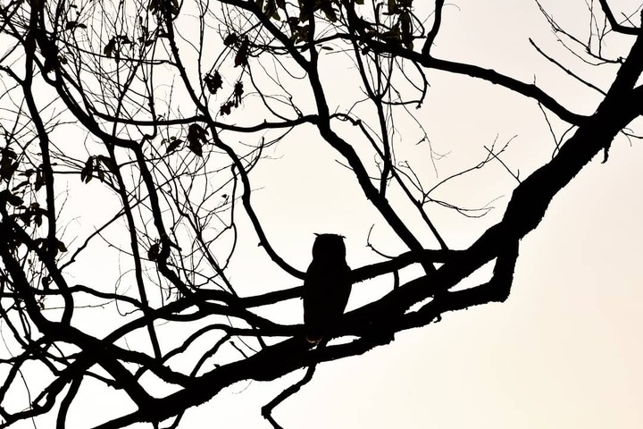 Owl kS
