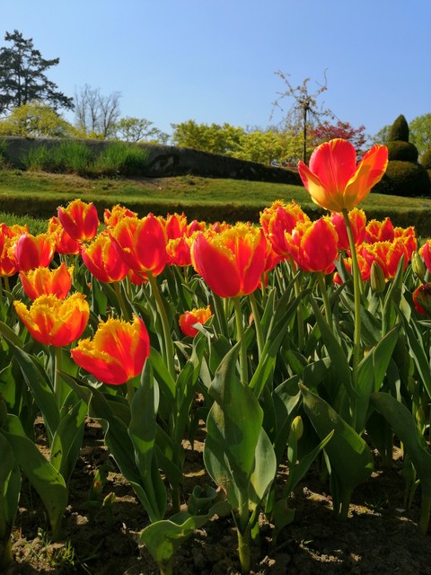 tulip