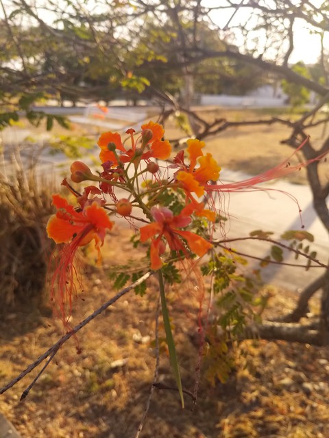 Flor