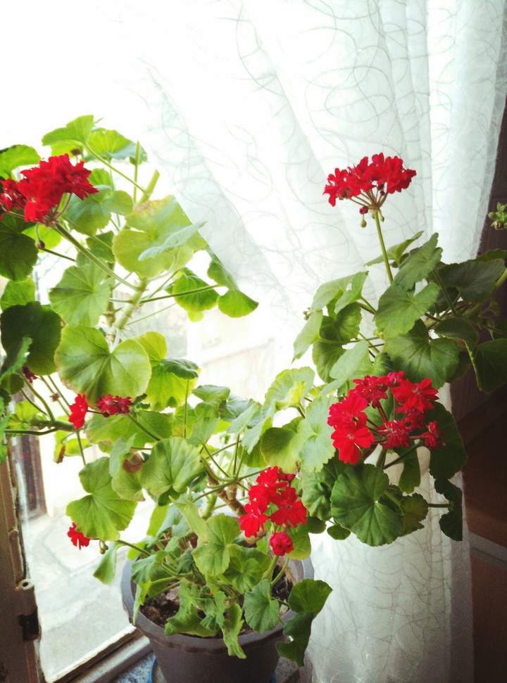 Geranium