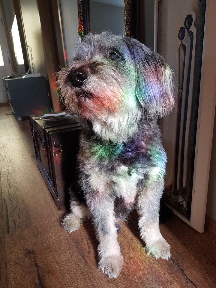 Rainbow boy