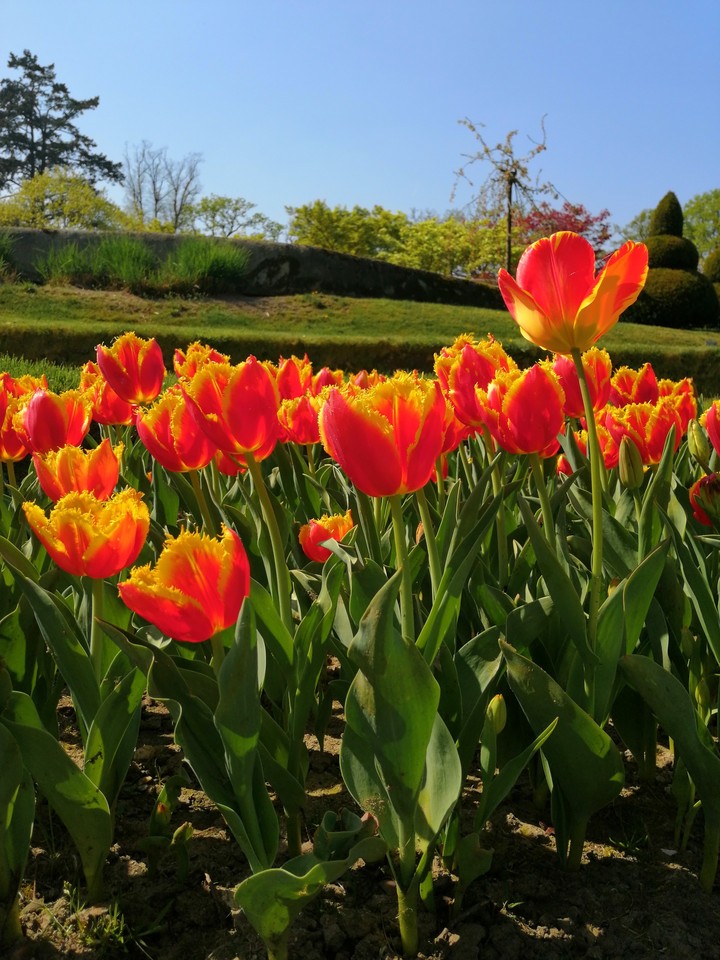 tulip