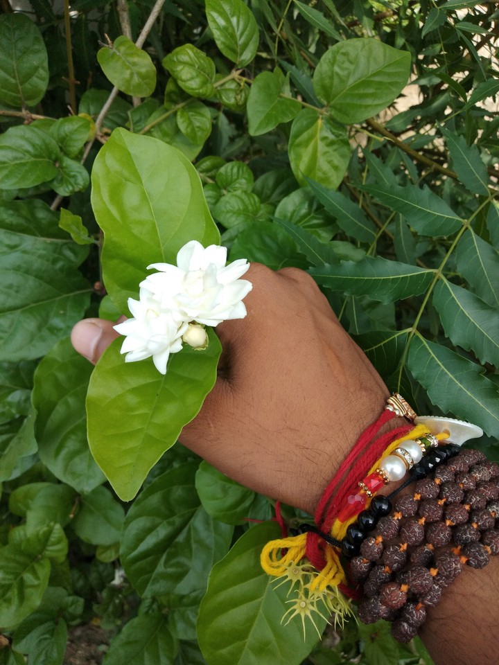 flower