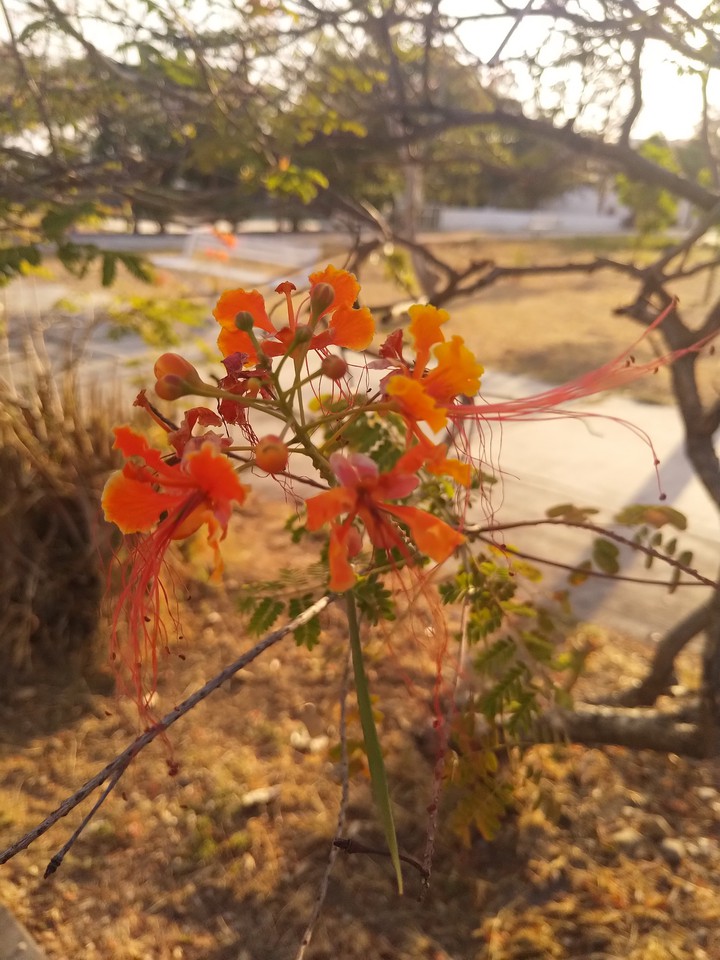 Flor