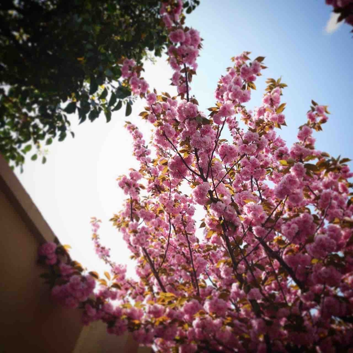 cherry blossom