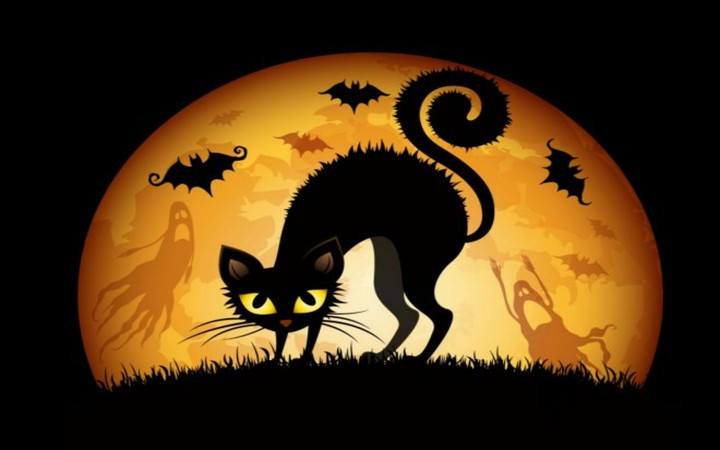 Halloween Cat