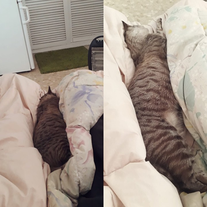 так спит котик