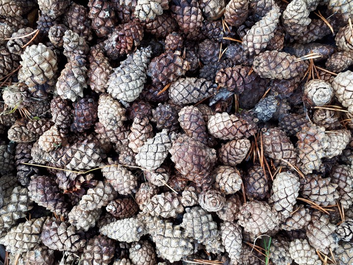 Basket full of cones
