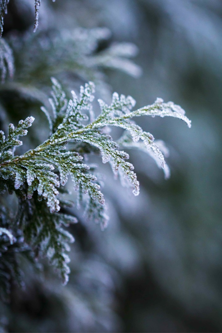 Ast im Winter