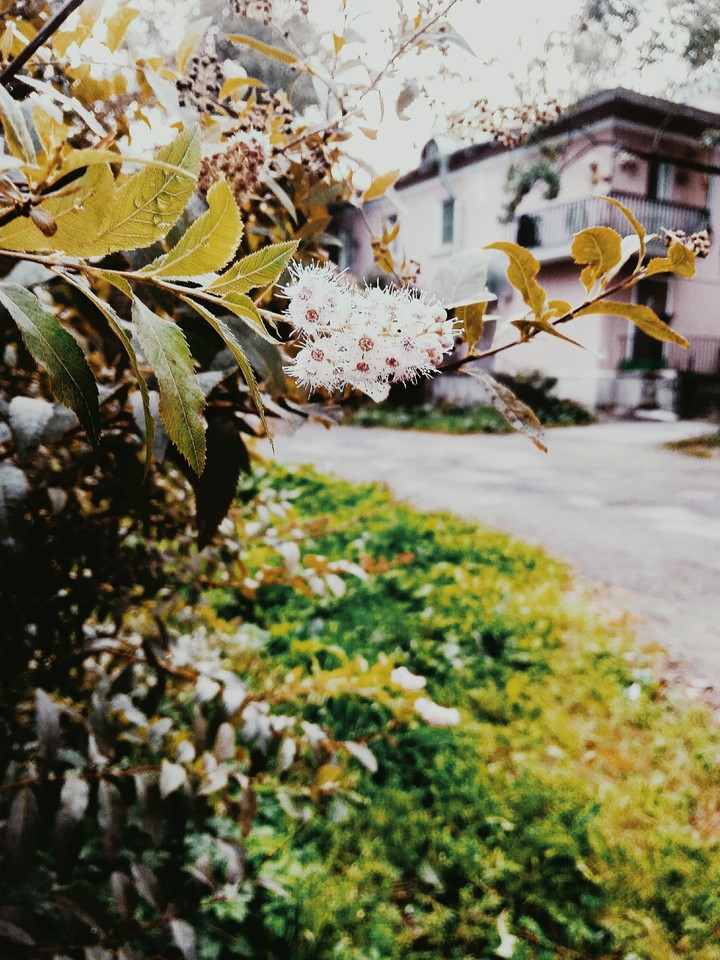 spring
