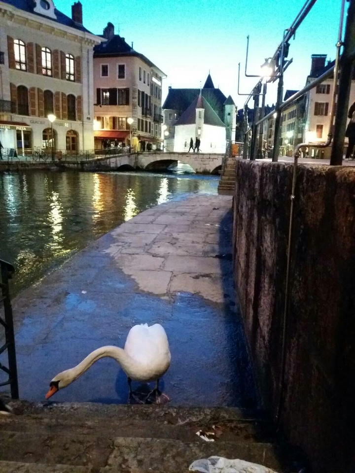 swan