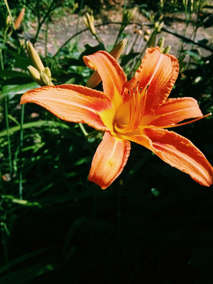 Лилия
