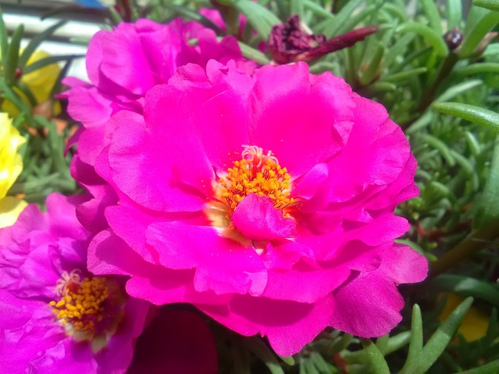 Portulakröschen