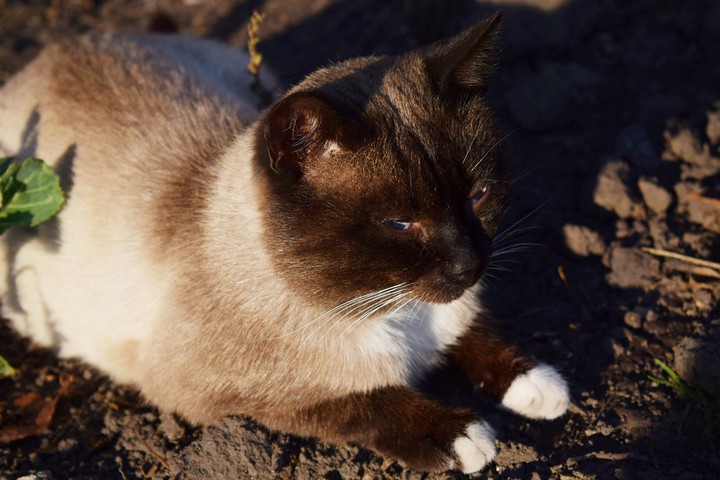 cat