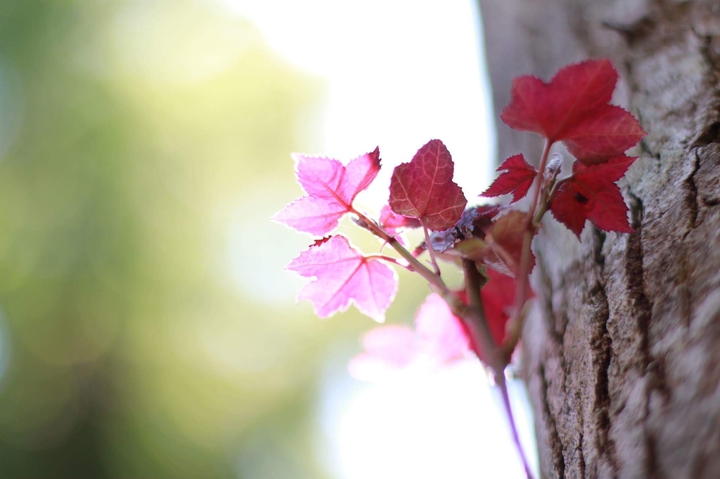 楓葉紅了 Maple leaf