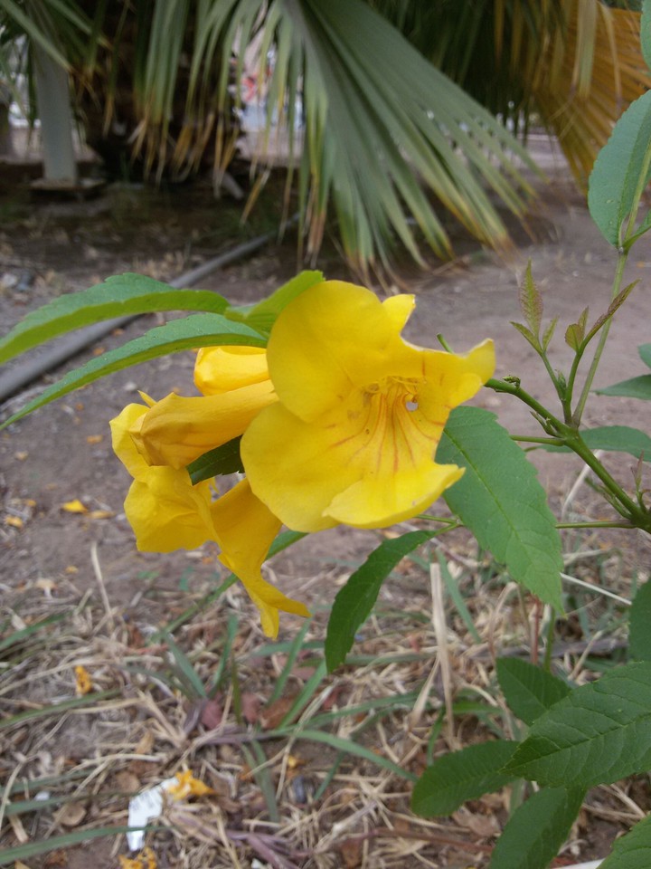 flower