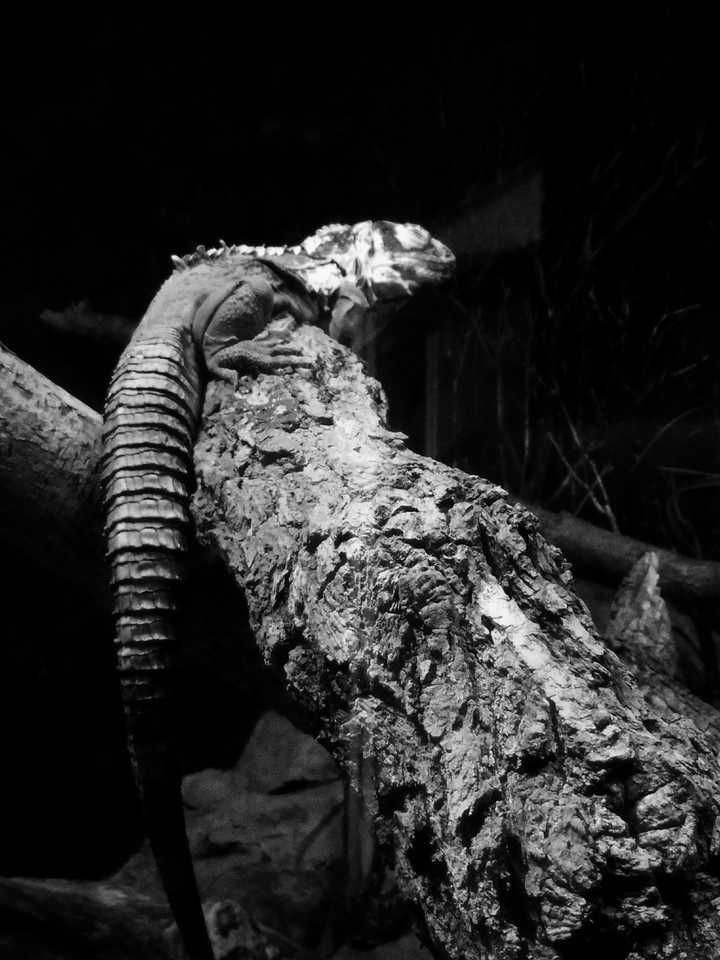 Lizard