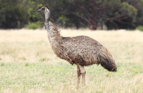Emus