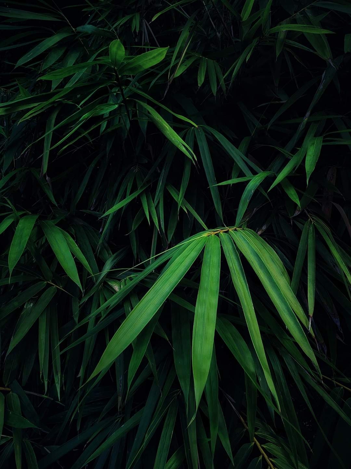 green life
