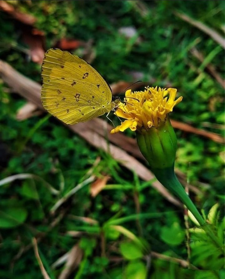 butterfly