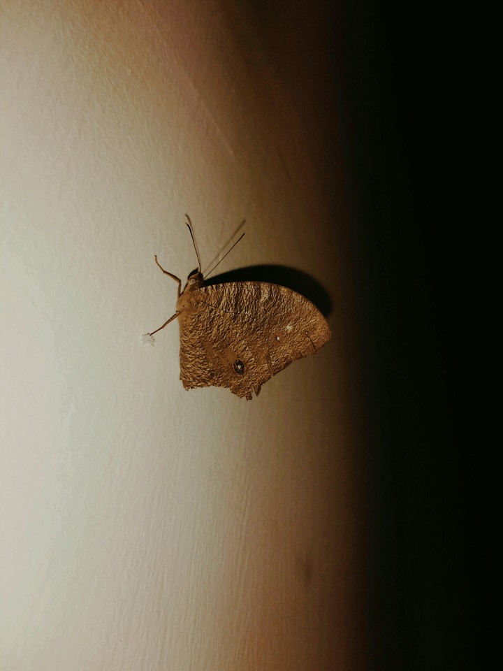 butter - fly on the wall