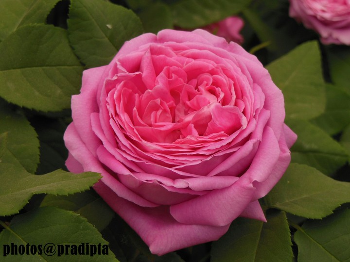 the Rose....@leh