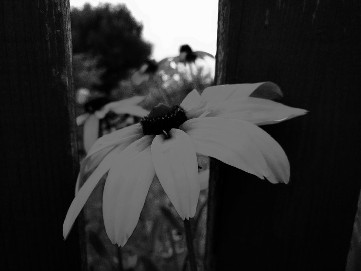 Wistfully