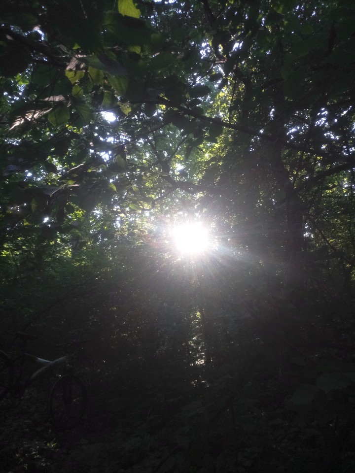 Forest with sun