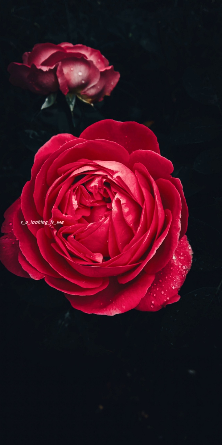 rose