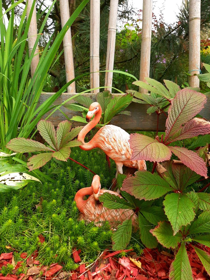Flamingoes