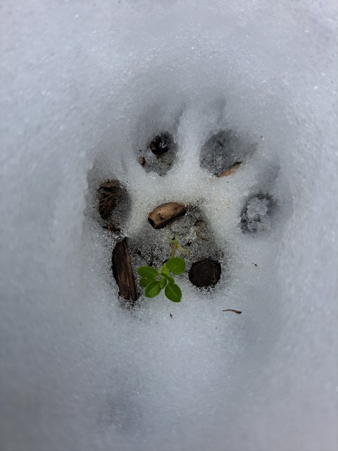 frost, Paw háttérképek
