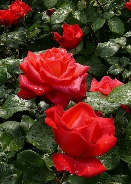 roses